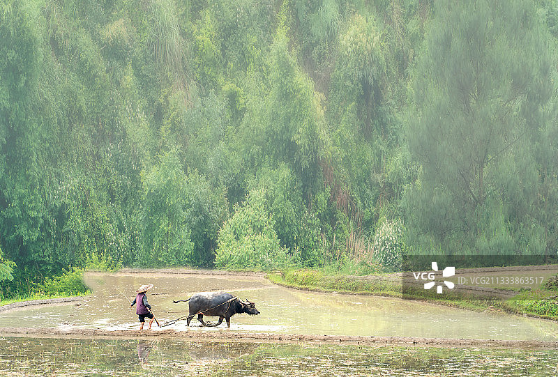 贵州山区的稻田牛拉耕田图片素材