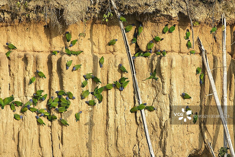 粘土富含矿物盐和抗毒素图片素材