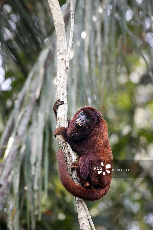 坦博帕塔秘鲁分部的红吼猴图片素材