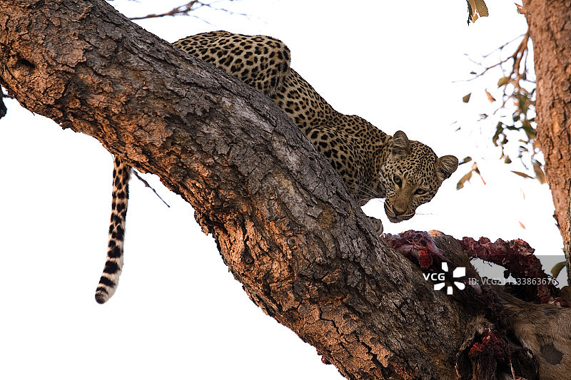 博茨瓦纳乔贝国家公园的树上豹子图片素材