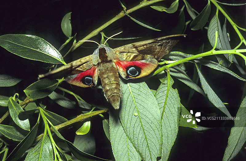 在法国树叶上产卵的蛾图片素材