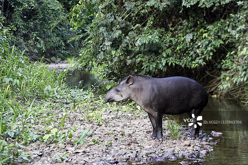 南美貘河岸，秘鲁马努国家公园图片素材