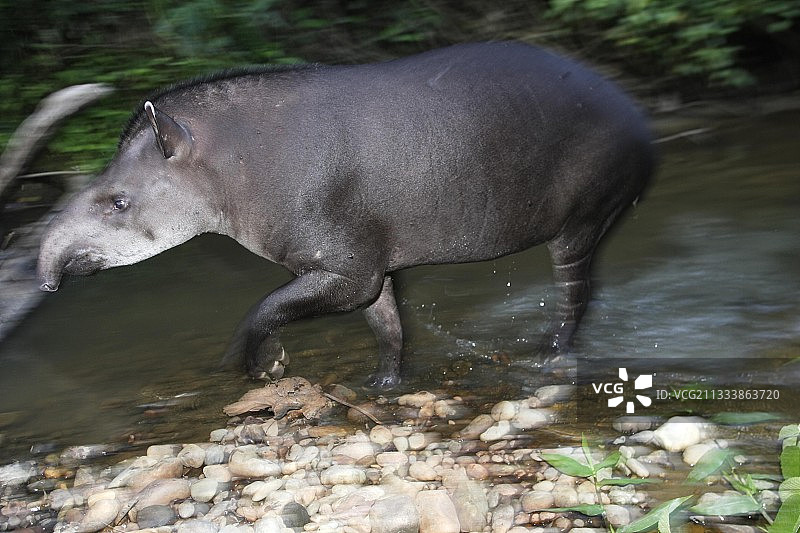 秘鲁马努国家公园中的南美貘图片素材
