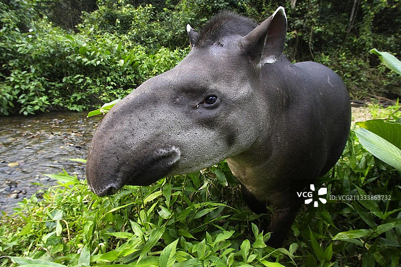 秘鲁马努国家公园河岸边的南美貘图片素材