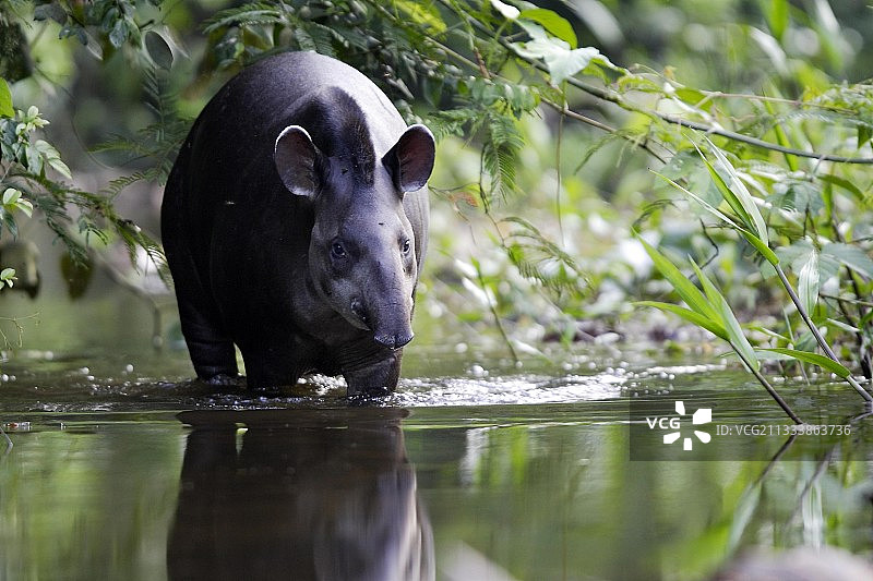 南美貘在秘鲁马努河中行走图片素材