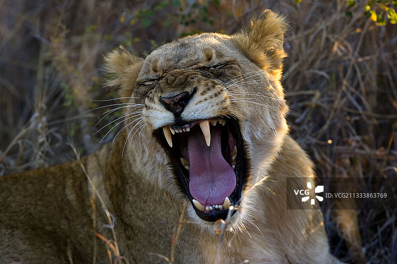 南非克鲁格国家公园里打呵欠的母狮图片素材