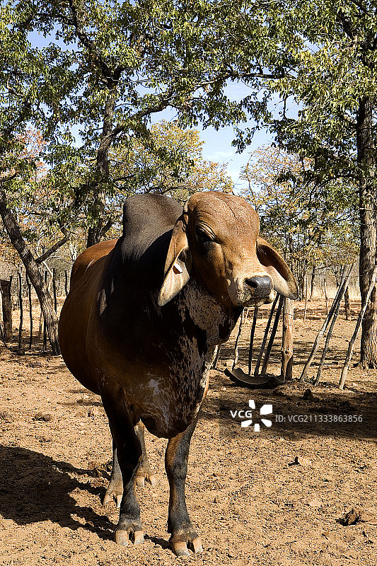 津巴布韦的瘤牛图片素材