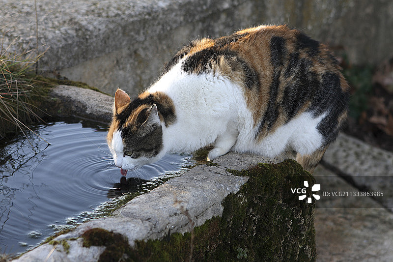 伊莎贝尔阴户在法国沃克鲁兹的泳池里喝酒图片素材