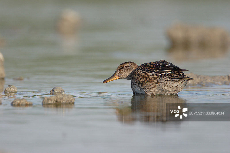 法国洛林的绿翅鸭图片素材