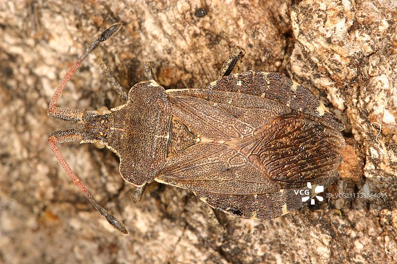 法国比利牛斯山脉树皮上的南瓜椿象图片素材