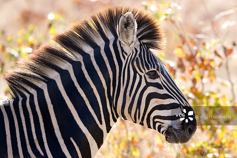 克鲁格国家公园的布氏斑马肖像，南非图片素材