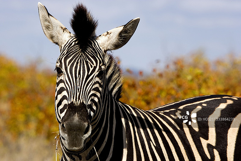 布氏斑马在南非克鲁格国家公园吃草图片素材