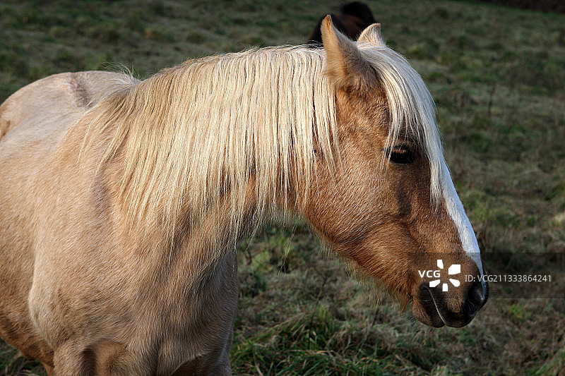 法国阿摩尔滨海省的马肖像图片素材