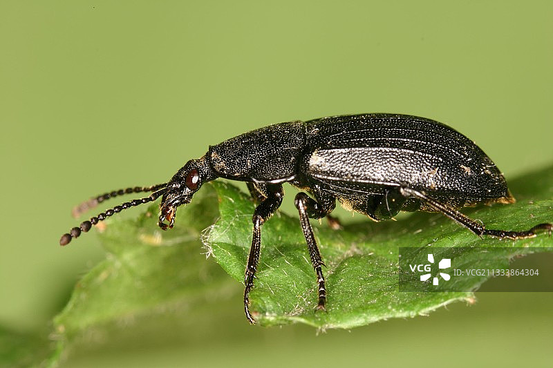 沃吕韦-圣兰伯特区图片素材