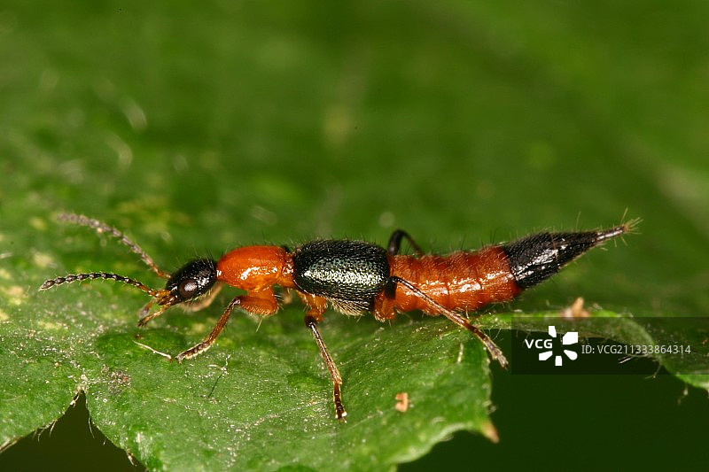 布鲁塞尔霍夫特穆斯亨保护区的隐翅虫图片素材