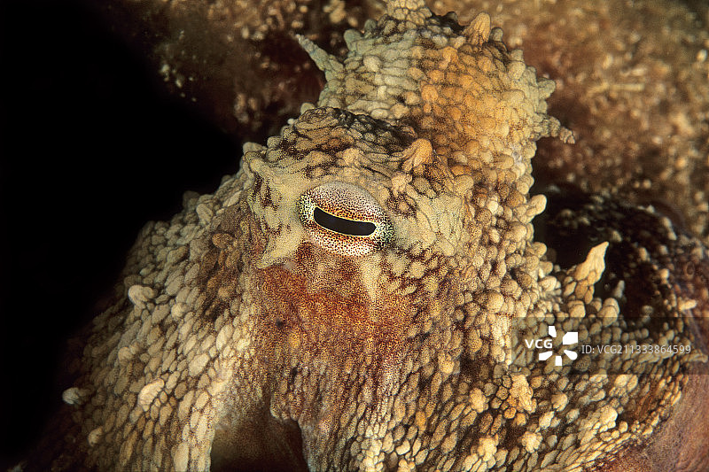 法国昂蒂布地中海章鱼肖像图片素材