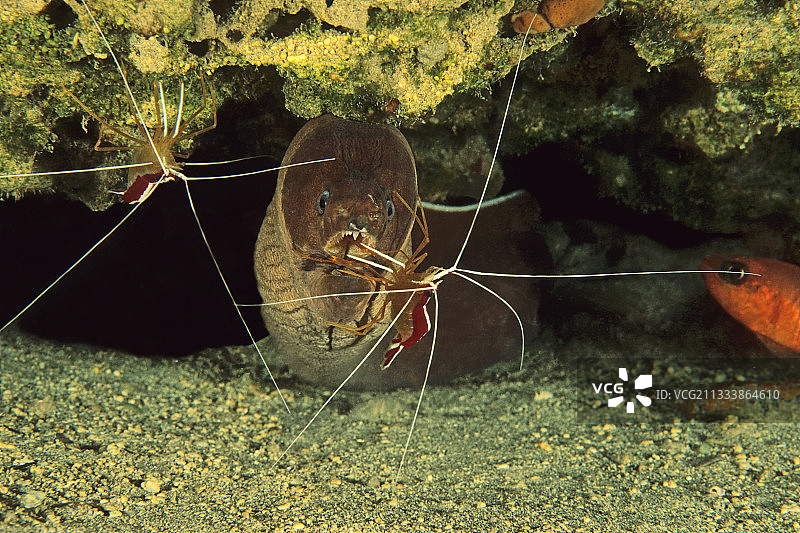 大加那利岛巨型海鳝肖像图片素材