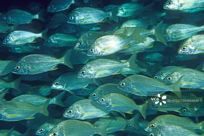 加那利群岛礁石中游动的Pomadasys鱼群图片素材
