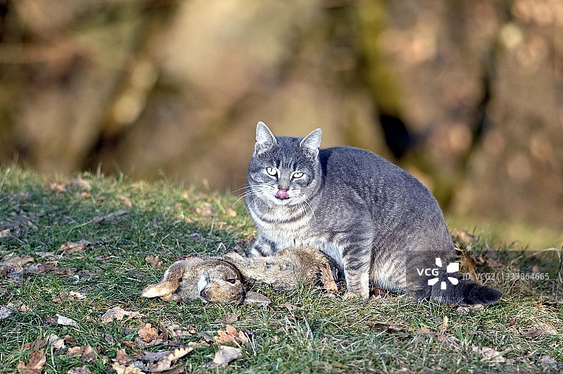 野猫正在吃一只欧洲兔，法国利穆赞图片素材