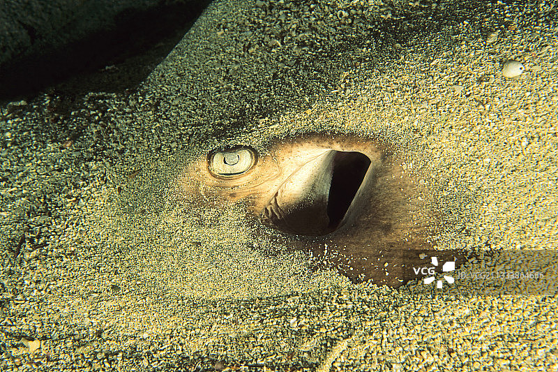 埋在加那利群岛沙滩中的美洲黄貂鱼图片素材