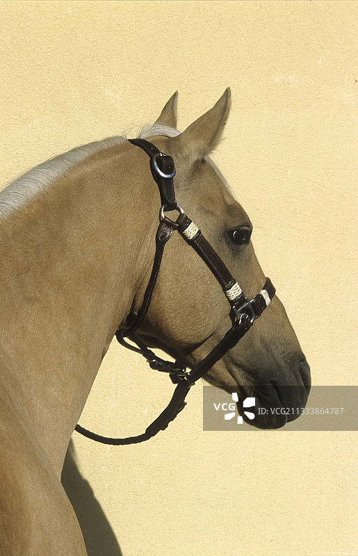 戴着皮制笼头的阿拉伯-巴布马图片素材
