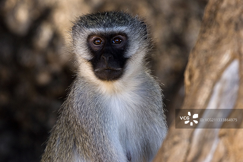 南非克鲁格国家公园的绿猴图片素材
