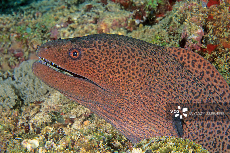 马约特岛巨型海鳝肖像图片素材