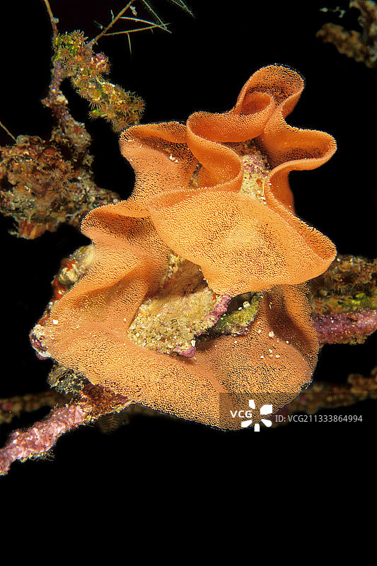 马约特的西班牙舞者图片素材