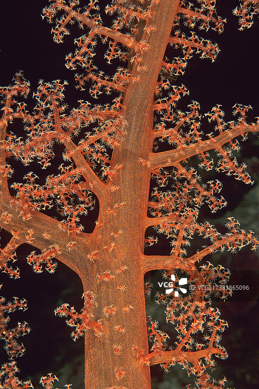 新喀里多尼亚红色海扇分支细节图片素材