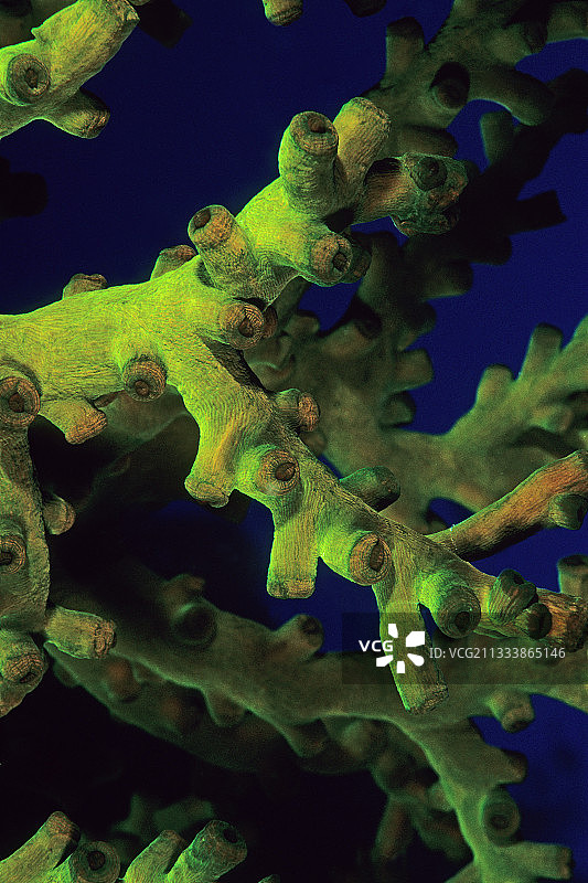 新喀里多尼亚绿色荧光珊瑚细节图片素材