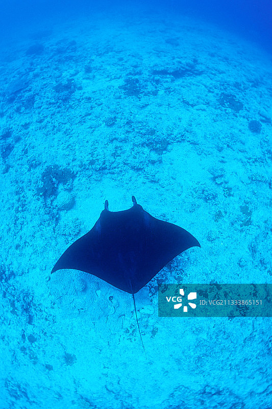 在新喀里多尼亚大洋洲沙地潜艇附近游泳的巨型蝠鲼图片素材