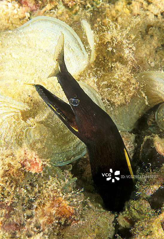 马来西亚珊瑚礁中的黑带鳗鱼肖像图片素材