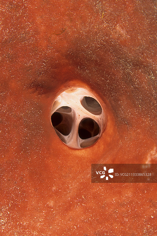 马来西亚红色巨型海绵细节图片素材