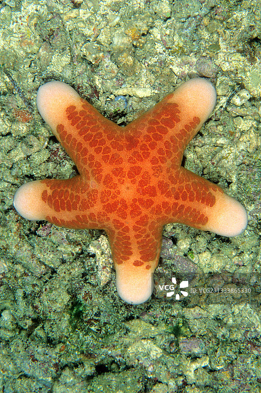 马来西亚红海海星攀爬珊瑚图片素材