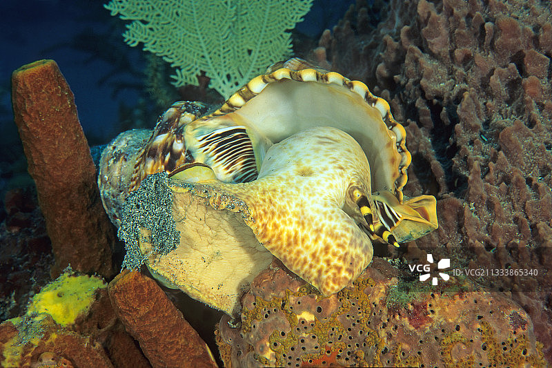 栖息在安的列斯群岛沙滩水中的大法螺图片素材