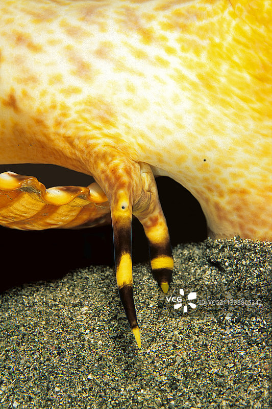 栖息在安的列斯群岛沙滩水中的大法螺图片素材