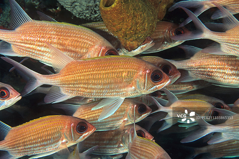 肩棘金眼鲷在安的列斯群岛游泳图片素材