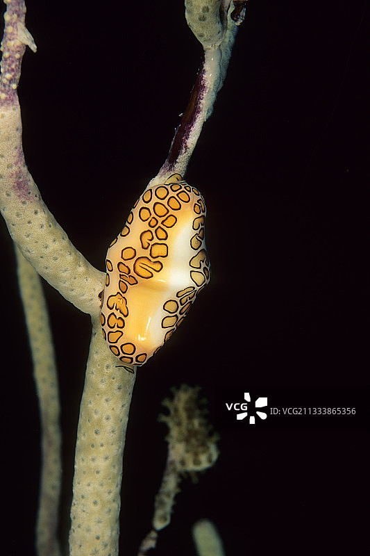 加勒比海安的列斯群岛贝壳图片素材