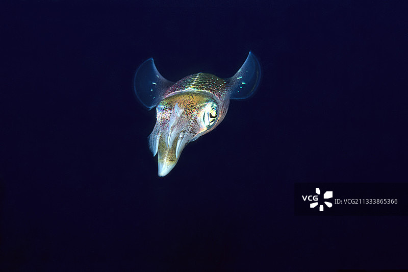 在蓝色加勒比海中游泳的鱿鱼礁图片素材