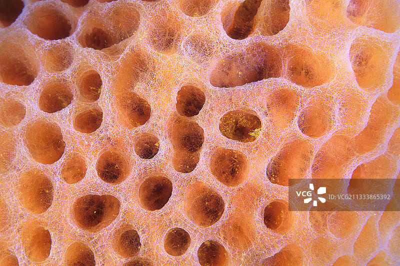 安的列斯群岛粉色海绵细节图片素材