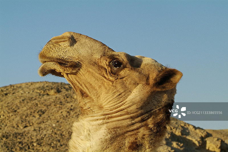 埃及Alwad-Baraka贝都因人的骆驼肖像图片素材