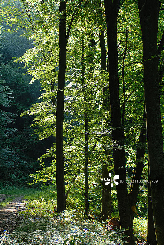 法国阿尔萨斯小皮埃尔森林的树木图片素材