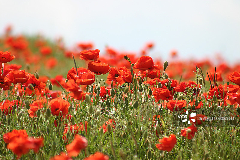 法国马尔什努瓦尔罂粟花田图片素材