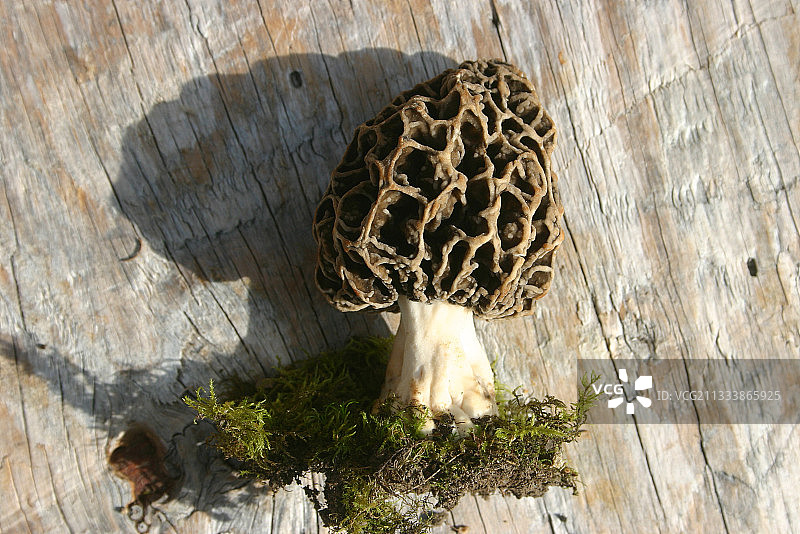法国布列塔尼迪南木板上的经典黄色羊肚菌图片素材