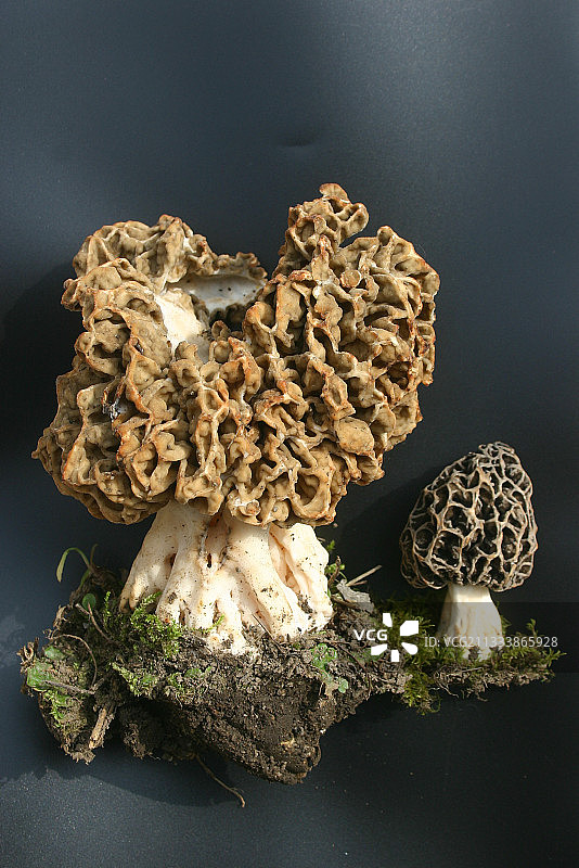 这种真菌的大小和颜色各不相同图片素材