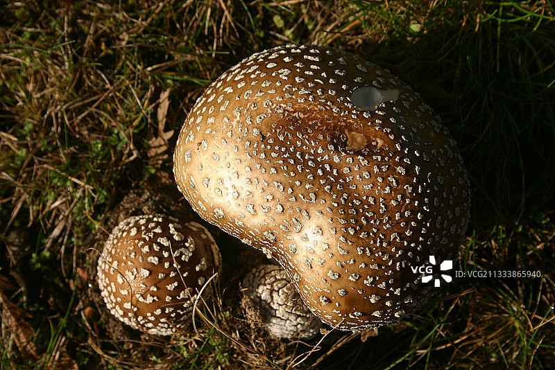 法国布列塔尼的豹斑褶菇图片素材