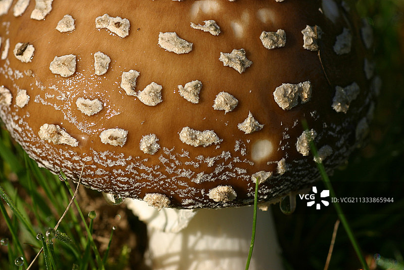法国迪南地区豹斑蘑菇上的疣图片素材
