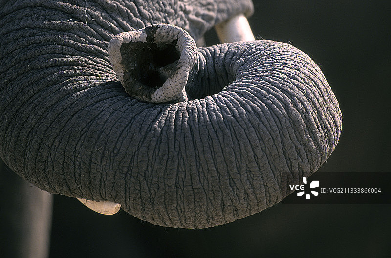 非洲象树干特写，肯尼亚图片素材