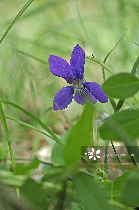春天里的蓝色紫罗兰图片素材