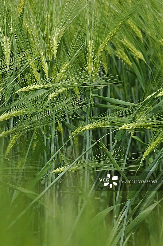 风吹绿色麦田图片素材